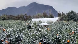 나무와열매 체험농장