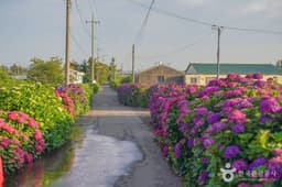 안성리수국길