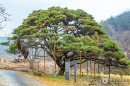 예천 사부리 소나무