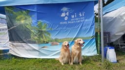 애견전용해수욕장 멍비치