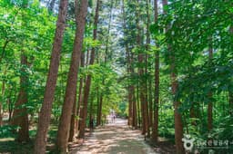 내소사 전나무 숲길