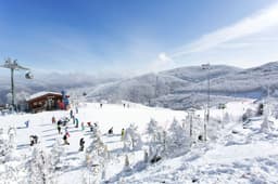 하이원리조트 스키장