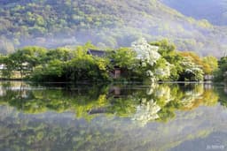 위양지(위양지 이팝나무)