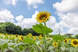 김경숙해바라기농장