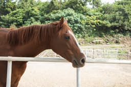 제주아리온승마장