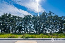 궁평해송군락지