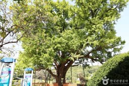 화성 은행나무마을