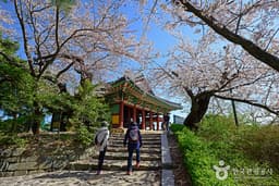 벚꽃 흩날리는 경포호를 걷다