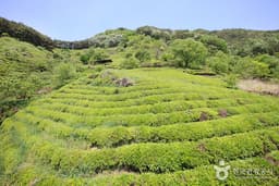 화개천을 따라 화사한 벚꽃과 그윽한 차향을 만나다