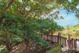 부안 격포리 후박나무군락