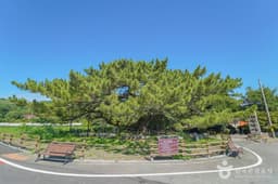 장흥 옥당리 효자송