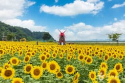 난정리 해바라기마을 정원