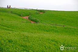 메밀밭에서 '도깨비 신부' 되어볼까