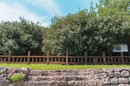 부안 도청리 호랑가시나무군락