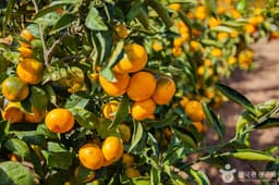 맛동산 감귤체험농장