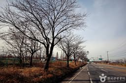 전군가도100리벚꽃길