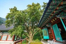 인곡리 모과나무