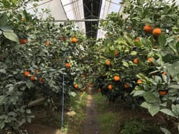 열대과일농장 유진팡