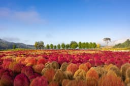 임진강 댑싸리정원