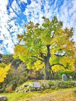 칠곡 말하는 은행나무