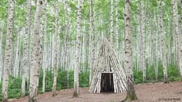 원대리 자작나무 숲 (속삭이는 자작나무 숲)