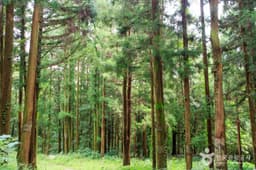 국립장성치유의숲(축령산삼나무편백숲)