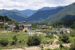 화개동천 야생차밭