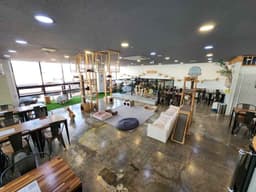 미어캣인더시티