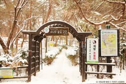 [북한산 둘레길 1구간] 소나무숲길