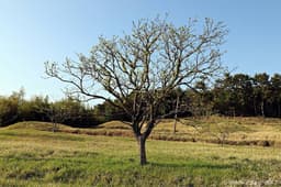 고성 내산리 고분군