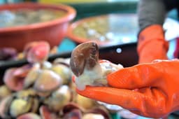 홍성남당항 새조개축제