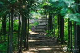 용인자연휴양림