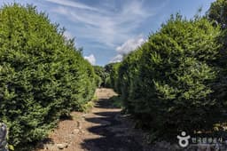 위미동백나무군락