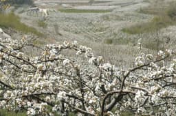 [원주굽이길 12코스] 무실과수원길