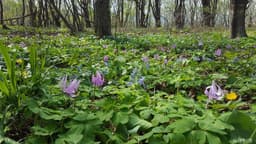 금대봉야생화 군락지