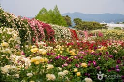 섬진강장미공원