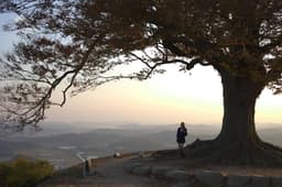 성흥산 사랑나무