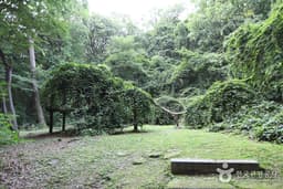 창덕궁 다래나무