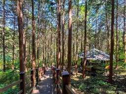 건천편백나무숲